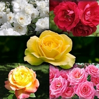 The Garden Glamour Rose Collection - 5x Dormant Bare Root Roses