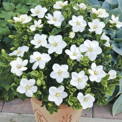 See more information about the Gardenia 'Kleim's Hardy' - Set of 3