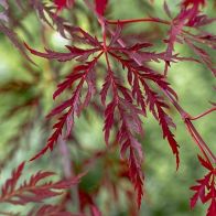 See more information about the Acer Palmatum 'Garnet'