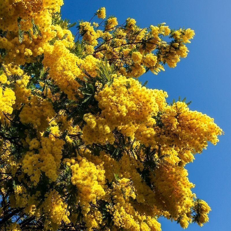 Buy Flowering Mimosa Tree - Online at Cherry Lane