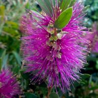 See more information about the Callistemon Viminalis 'Hot Pink'