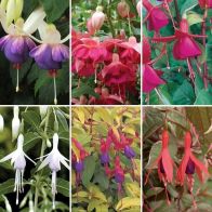 See more information about the Complete Hardy Fuchsia Collection