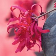 See more information about the Loropetalum 'EverRed' Chinese Witch Hazel