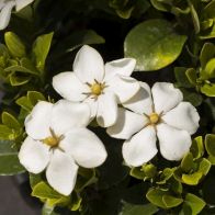 See more information about the Hardy Gardenia Pair - Kleims & Crown Jewels 9cm