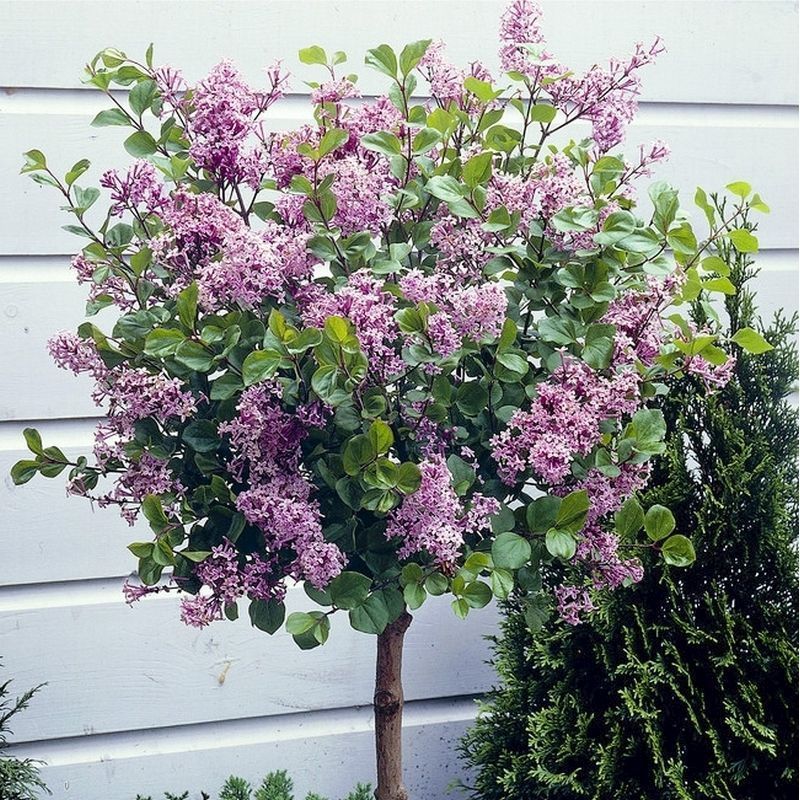 Lilac Syringa Palibin Standard