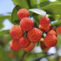 See more information about the Strawberry Tree - Arbutus Unedo