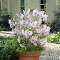 See more information about the Patio Lavatera Mallow 'Barnsley Baby'