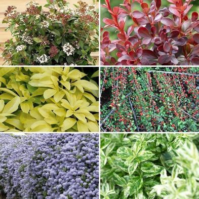 Evergreen Shrub Collection - 6x Named Varieties