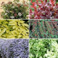 See more information about the Evergreen Shrub Collection - 6x Named Varieties