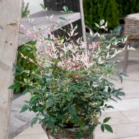 See more information about the Nandina Domestica 'Twilight' - Single Established Plant