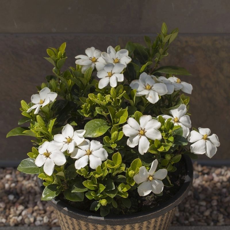 Gardenia Kleims Hardy - Single Established Plant