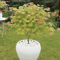 See more information about the Acer Shirasawanum 'Moonrise'