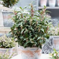 See more information about the Sarcococca Hookeriana 'Winter Gem' - Single Established Plant
