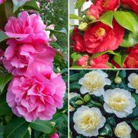 Camellia Japonica Collection - 3x Plants