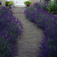 See more information about the Lavender Hidcote - 10x Hedging Plants