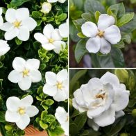 See more information about the Gardenia Collection - 3x Plants