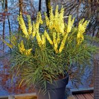 See more information about the Mahonia Eurybracteata 'Soft Caress' - Single Established Plant