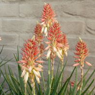 See more information about the Aloe 'Safari Sunrise' - Single Established Plant