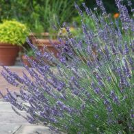 Lavender Lavandula Intermedia 'Phenomenal' - Single Established Plant