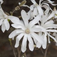 Magnolia Stellata - Single Established Plant