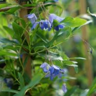 Australian Bluebell Creeper, Sollya Heterophylla - Single Established Plant