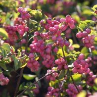 See more information about the Snowberry Symphoricarpus Doorenbosii 'Magical Candy' - Single Established Plant