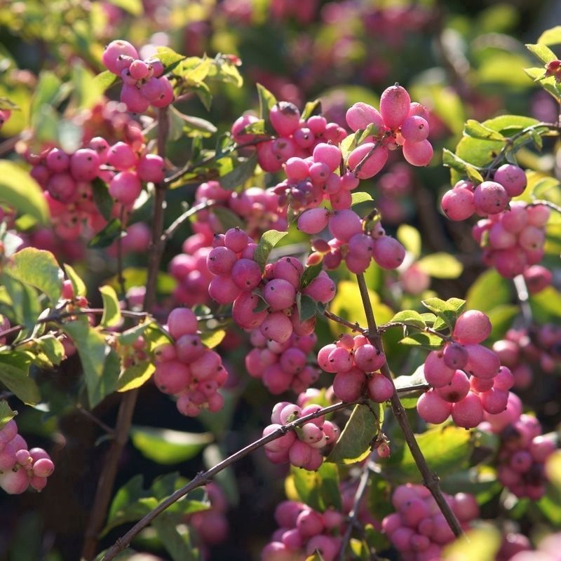 Snowberry Symphoricarpus Doorenbosii 'Magical Candy' - Single Established Plant