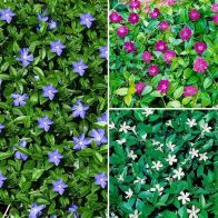 See more information about the Vinca Collection 9cm - 3x Established Plants