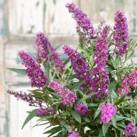 See more information about the Buddleja Dav. 'Butterfly Tower' 9cm - 2x Established Plants