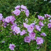 See more information about the Hibiscus Lavender Chiffon - Single Standard Plant