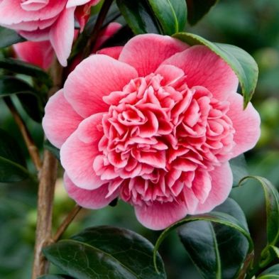 Camellia Williamsii Volunteer - Single Established Plant