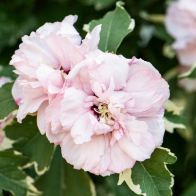 See more information about the Hibiscus Sugar Tip