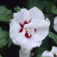 Hibiscus 'Lady Stanley' 19cm - Single Established Plant