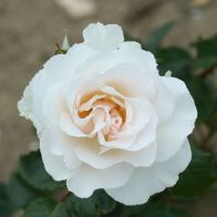 See more information about the Rose 'Margaret Merrill'