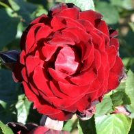 See more information about the Climbing Rose 'Dublin Bay'