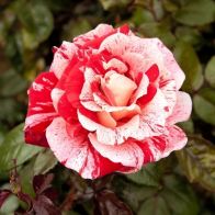See more information about the Rose 'Raspberry Ripple' - Single Established Plant