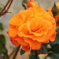 See more information about the Rose Precious Amber in a 3L Pot - Single Potted Plant