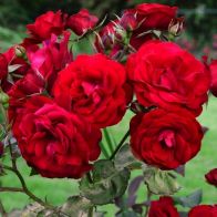 See more information about the Rose 'Trumpeter'