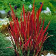 See more information about the Imperata 'Red Baron' - Blood Grass