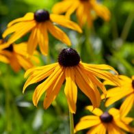 See more information about the Rudbeckia 'Goldsturm' - 3x Plants
