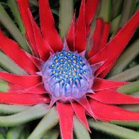 See more information about the Hardy Bromeliad Fascicularia Bicolour