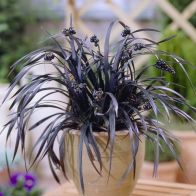 See more information about the Ophiopogon – Black Dragon Grass