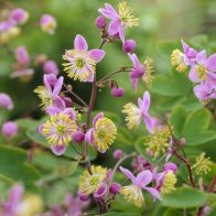 See more information about the Thalictrum Rochebraunianum 9cm - 3x Plants