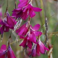 See more information about the Dierama Blackberry Bells - 40x Plug Plants