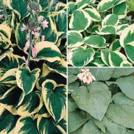 See more information about the Hardy Hosta Collection