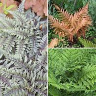 See more information about the Colourful Hardy Fern Collection