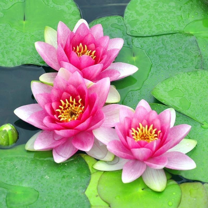 Water Lily Planting Kit - Pink