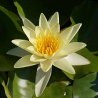 See more information about the Water Lily Planting Kit - Yellow