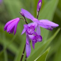 Bletilla Striata Hyacinth Orchid