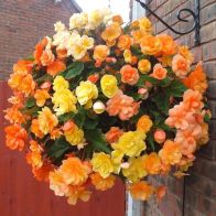 See more information about the Trailing Begonia 'Illumination Apricot Shades' - 10x Scent Tubers